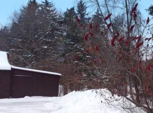 gallery_winter3